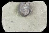 Fossil Gastropod (Platyceras) - Crawfordsville, Indiana #94808-1